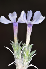 Phlox hoodii