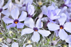 Phlox hoodii