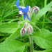 Borago - Photo (c) M.M. R, some rights reserved (CC BY-NC)
