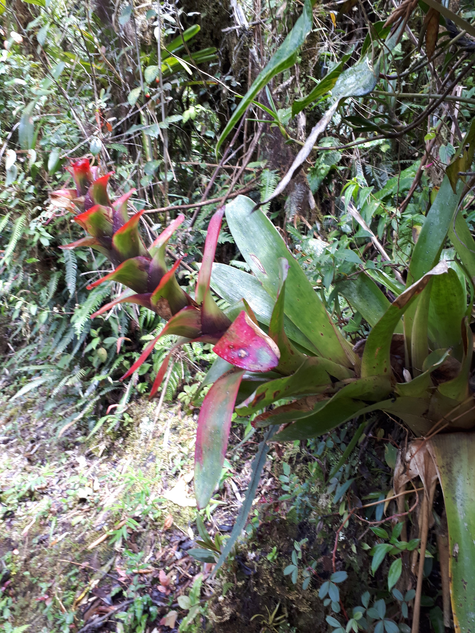 Guzmania image