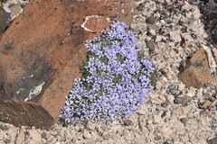 Phlox hoodii