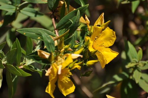 Hypericum quartinianum