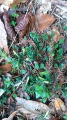 Gentiana flavomaculata