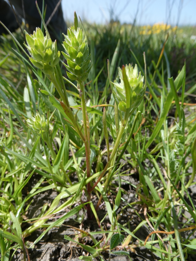 Lepidium latipes var. heckardii