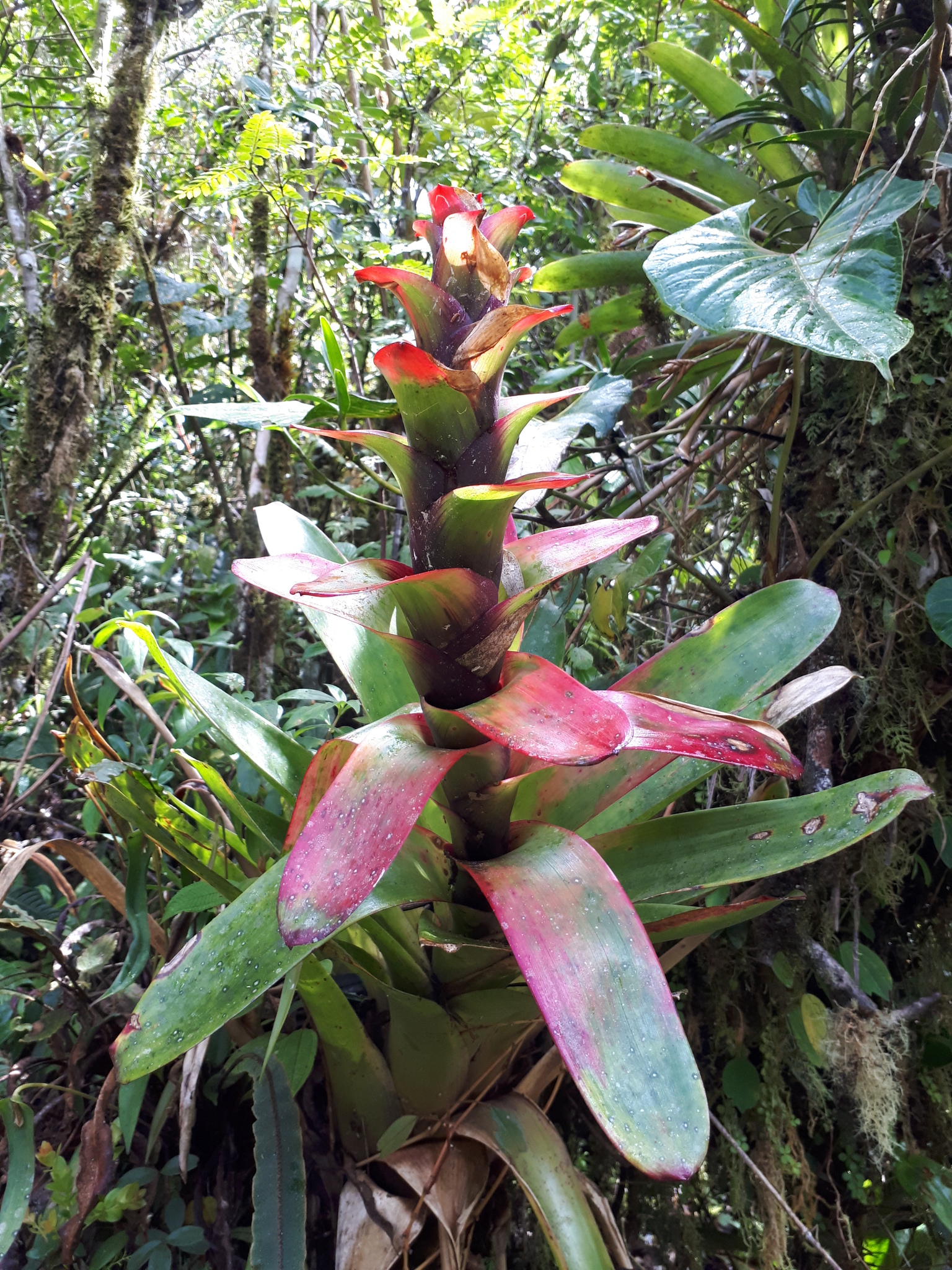 Guzmania gloriosa image