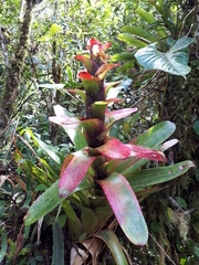 Guzmania gloriosa