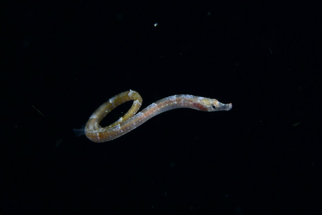Pugnose Pipefish