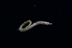 Pugnose Pipefish photo 1