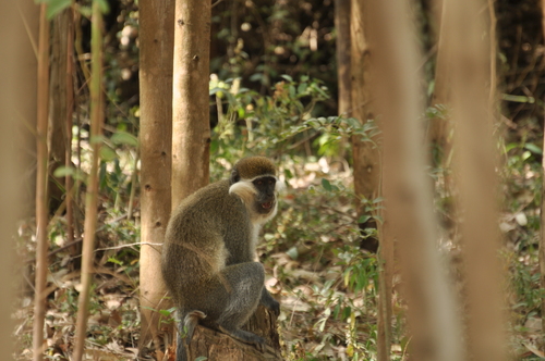 Grivet Monkey