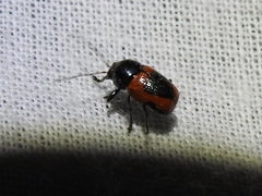 Cryptocephalus notatus