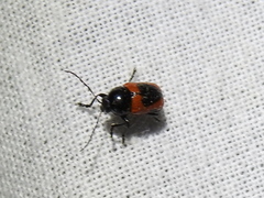 Cryptocephalus notatus