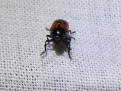 Cryptocephalus notatus