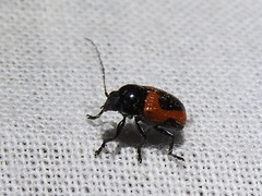 Cryptocephalus notatus
