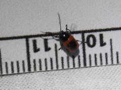 Cryptocephalus notatus