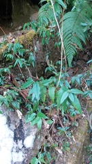 Lonicera acuminata