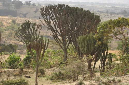 Foto de Candelabro
