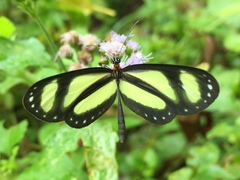 Scada zibia xanthina