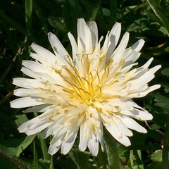 Taraxacum coreanum