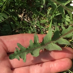 Taraxacum coreanum