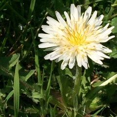 Taraxacum coreanum
