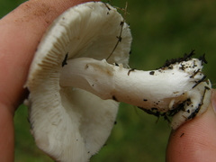 Amanita marmorata
