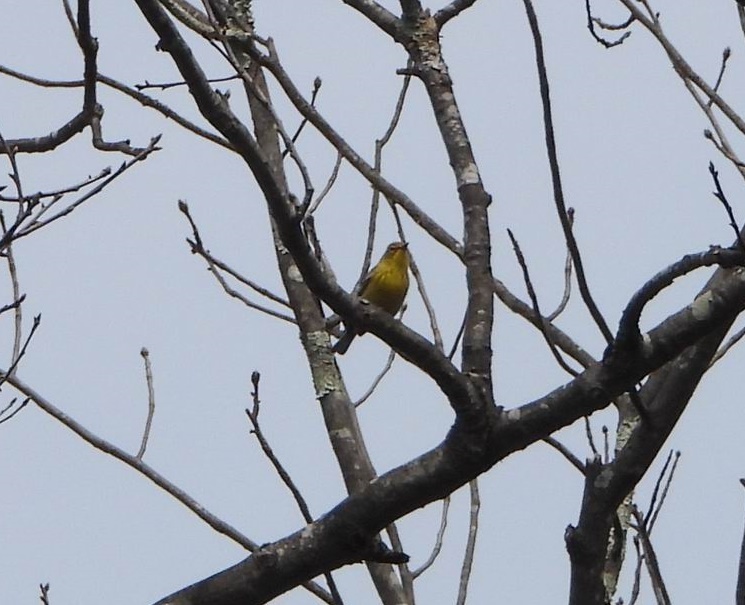 Pine warbler from shaver s creek environmental center 3400 discovery