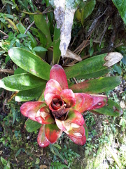 Guzmania gloriosa