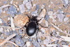 Calosoma luxatum