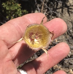 Calochortus fimbriatus
