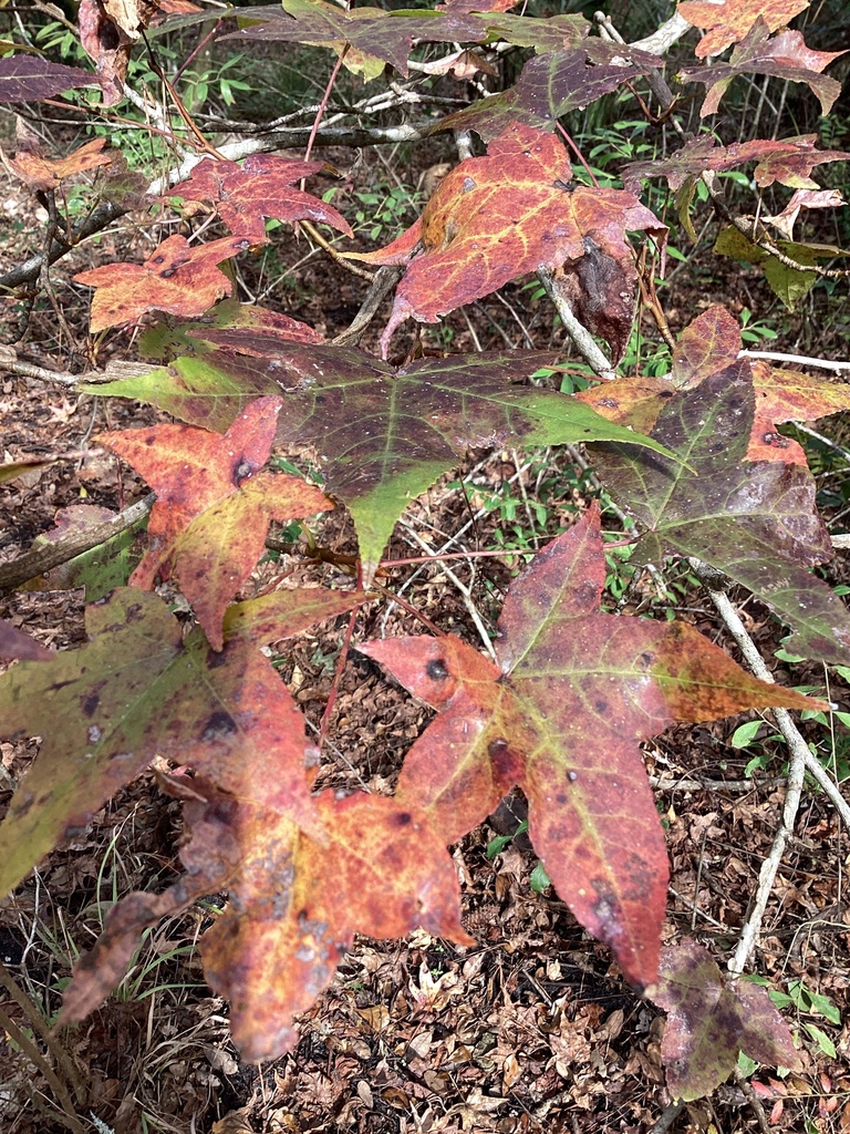 american-sweetgum-from-silver-springs-state-park-ocala-fl-us-on