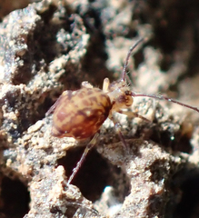 Ptenothrix beta