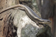 Egernia striolata