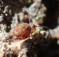 Ptenothrix beta