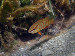 Grey Snapper photo 5