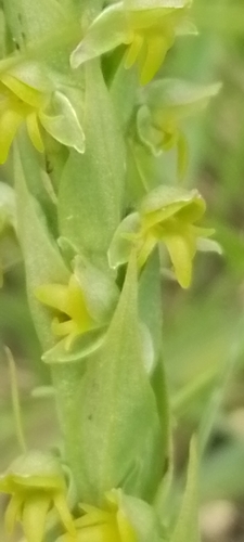 Parviflora Orchid