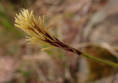 Carex inops inops