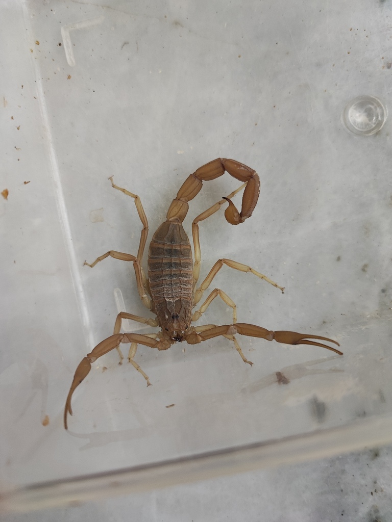 Iranobuthus