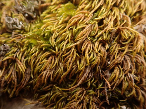 Isothecium cristatum
