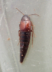 Tachyporinae