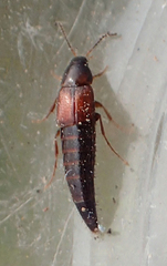Tachyporinae