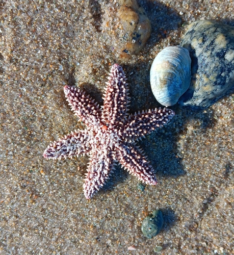 Forbes's Sea Star photographed in Massachusetts