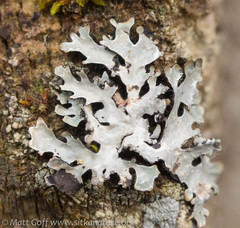 Hypotrachyna sinuosa