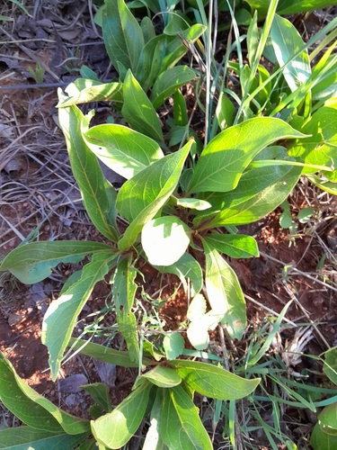 Image of Pygmaeothamnus zeyheri by no rights reserved