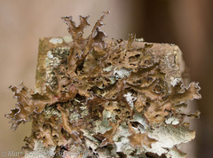 Tuckermanopsis chlorophylla
