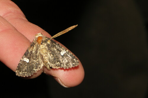 Melanchra persicariae