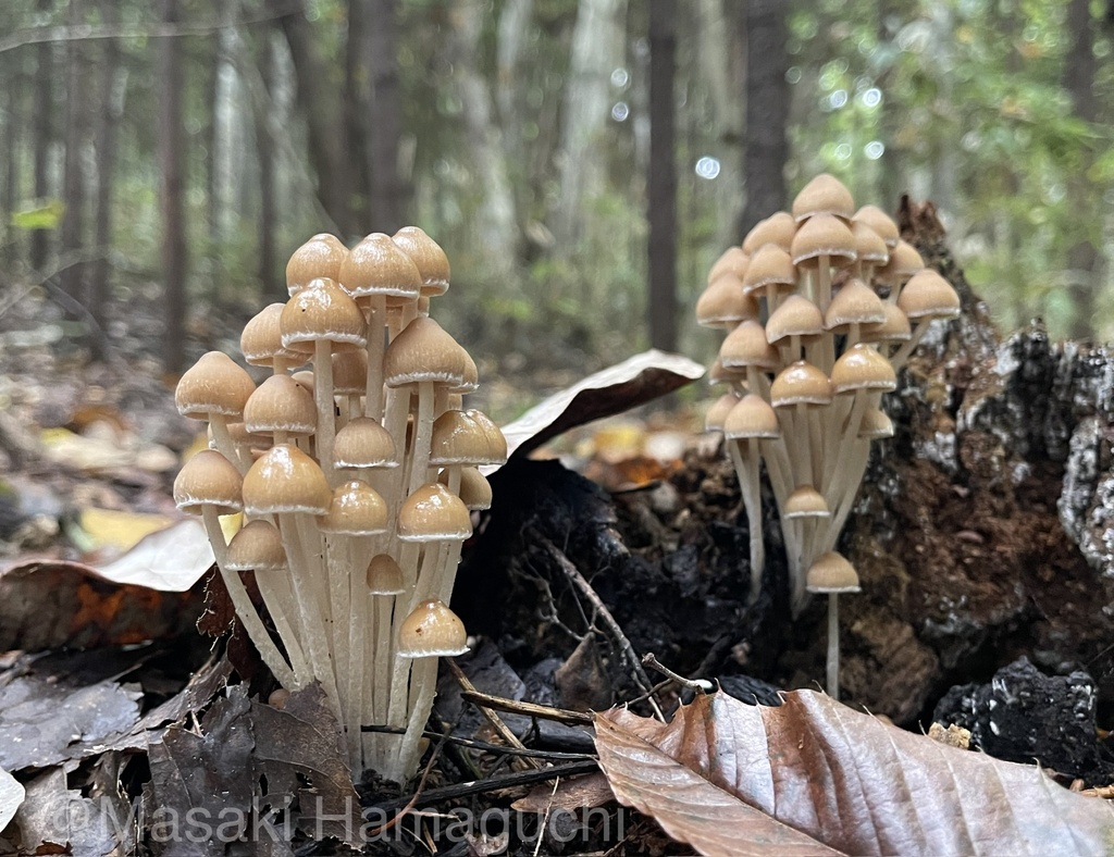Psathyrella multissima