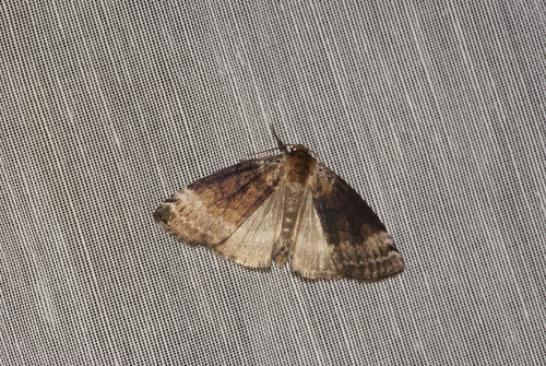 Tetheella fluctuosa