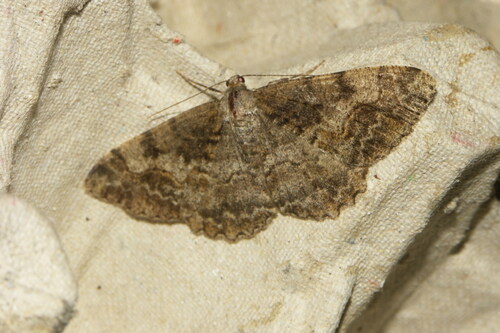 Alcis repandata