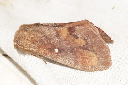Dendrolimus pini pini