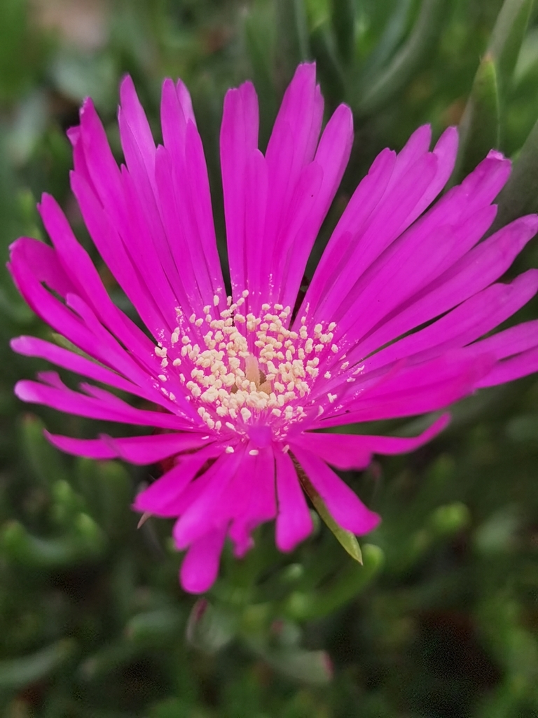 Lampranthus spectabilis, Cañete, PE-LR, PE